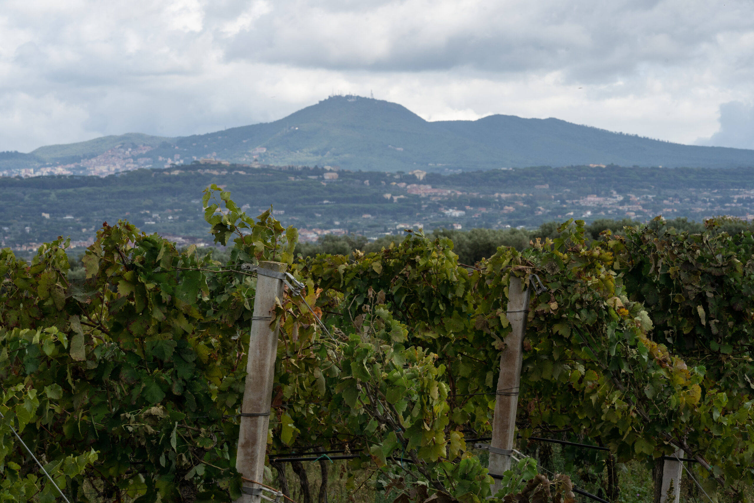 Vini del Lazio