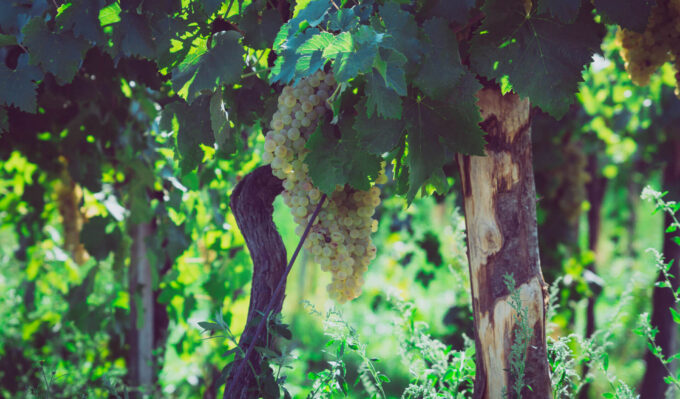 I-vini-e-le-loro-carte-d'identità